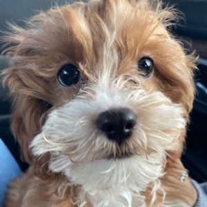 Meet your Posher, Gizelle